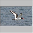 Haematopus ostralegus - Austernfischer 03 Sundermannsee.jpg